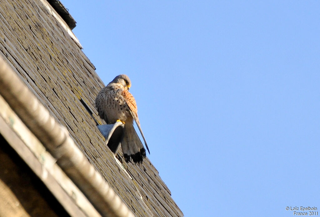 Common Kestrel