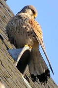 Common Kestrel