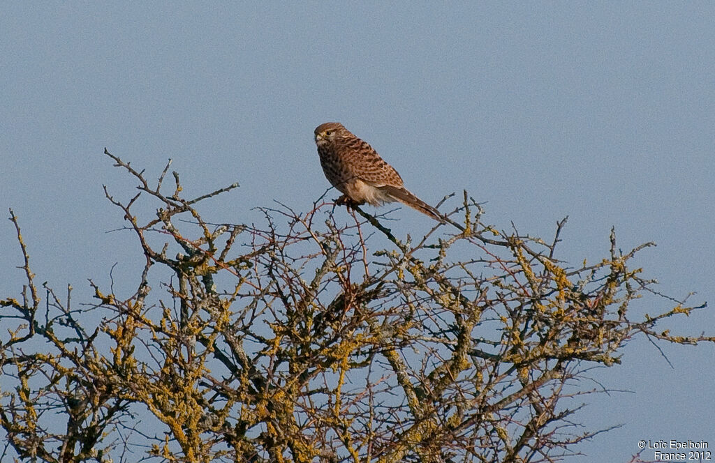 Faucon crécerelle