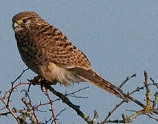 Common Kestrel