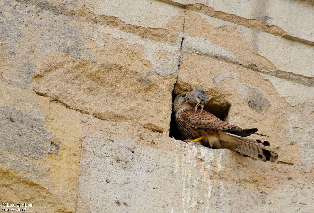 Common Kestrel