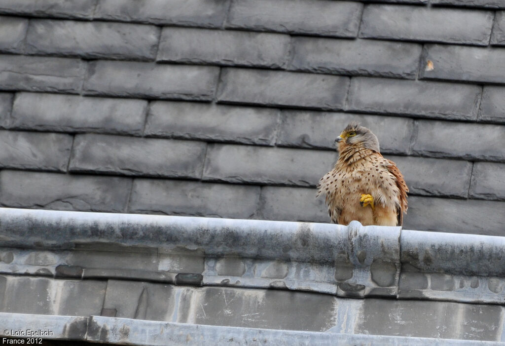 Common Kestrel