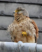 Common Kestrel