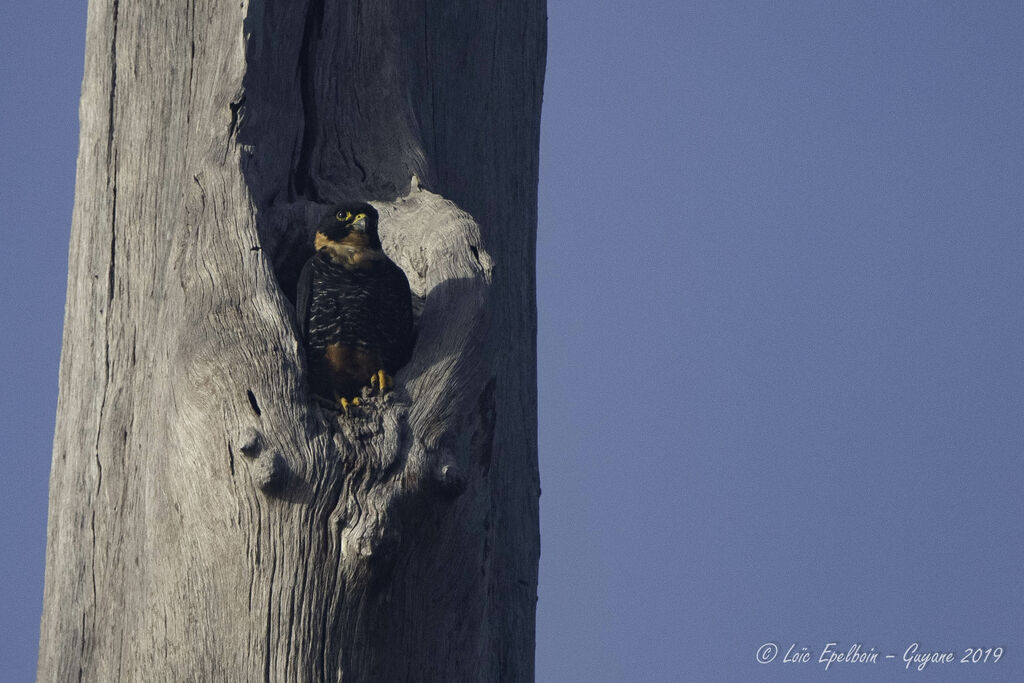 Faucon des chauves-souris