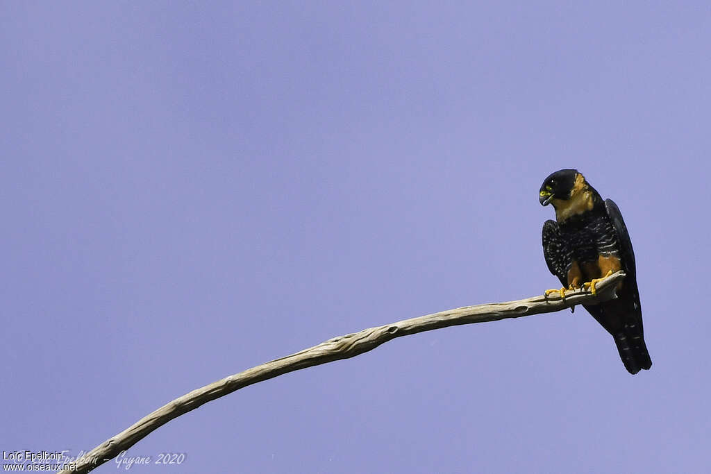 Bat Falconadult, pigmentation, fishing/hunting