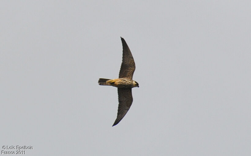 Eurasian Hobby