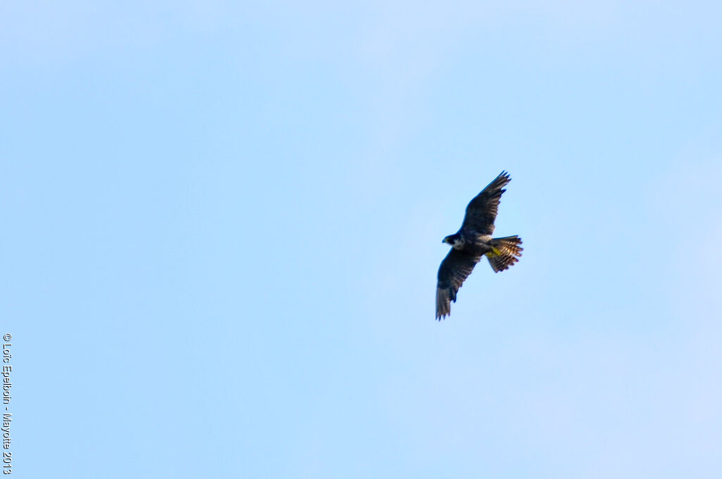 Peregrine Falcon