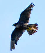 Peregrine Falcon