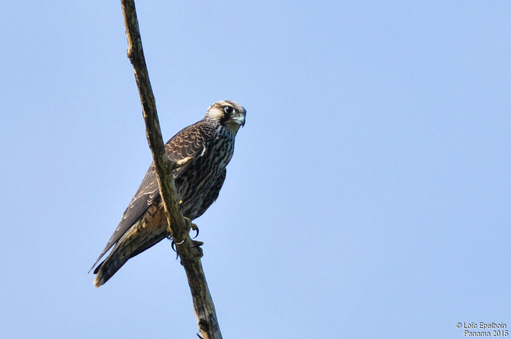 Peregrine Falcon