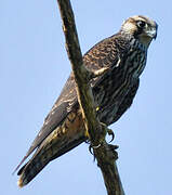 Peregrine Falcon