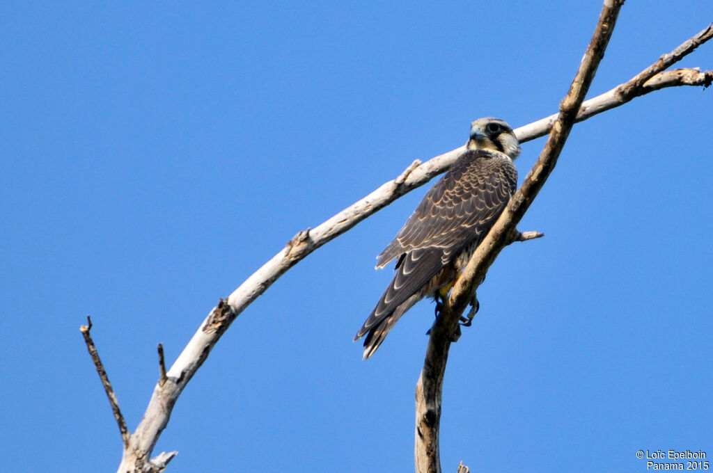 Peregrine Falcon