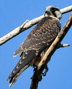 Peregrine Falcon