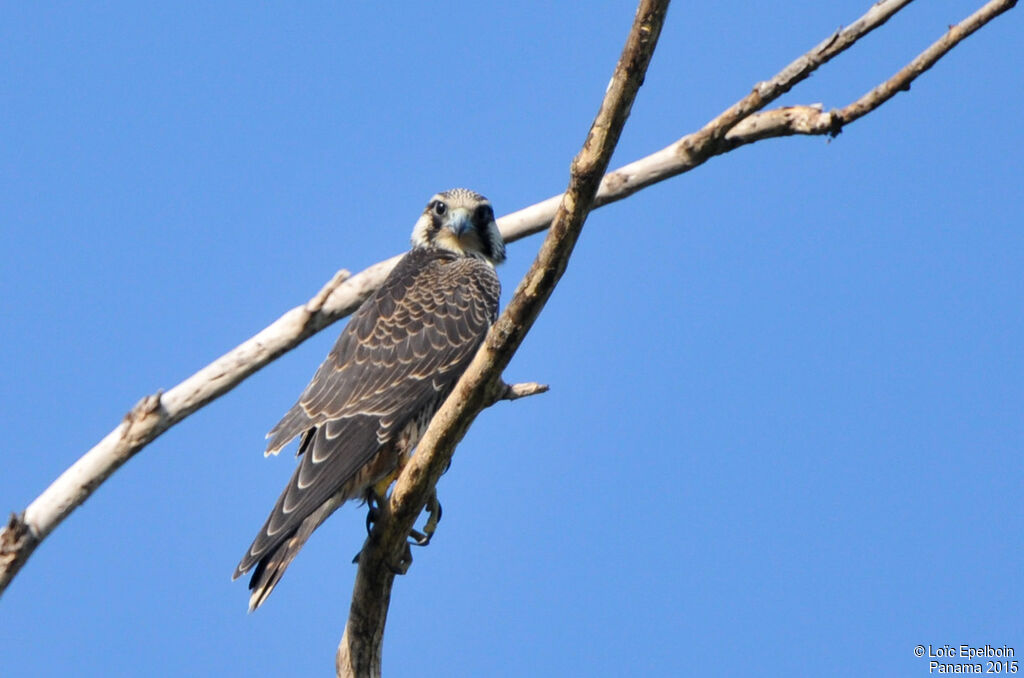 Peregrine Falcon