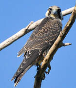 Peregrine Falcon