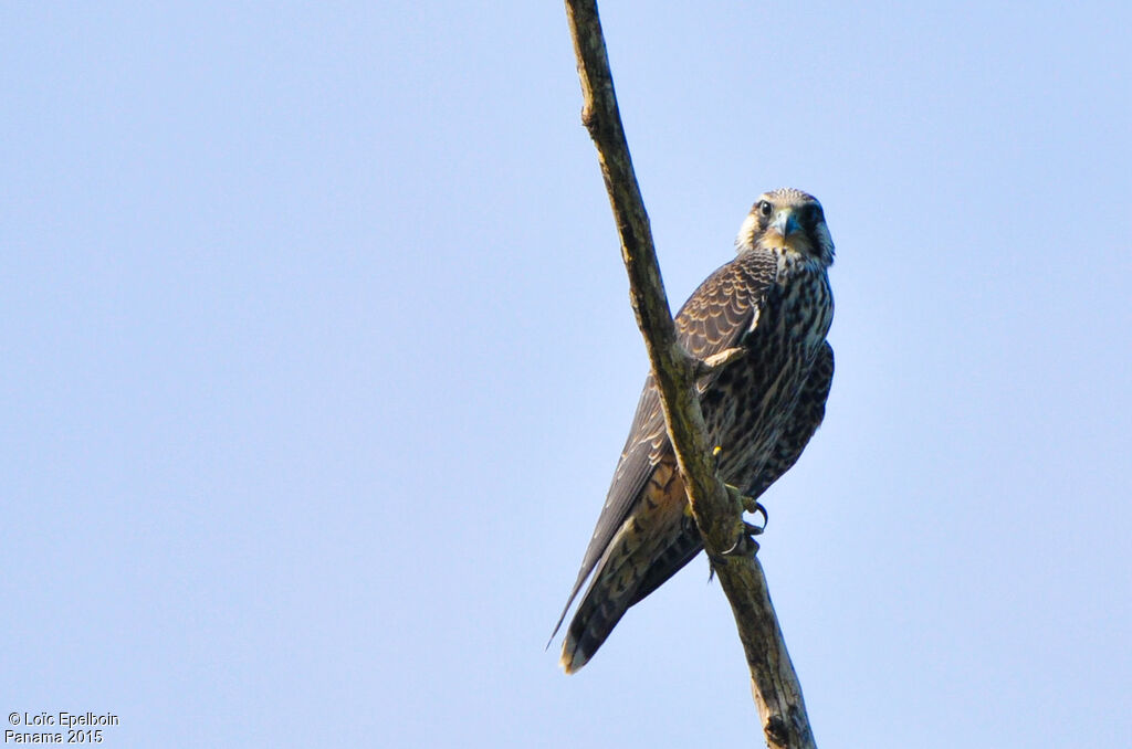 Peregrine Falcon