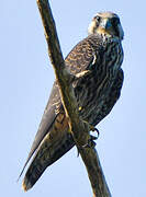 Peregrine Falcon