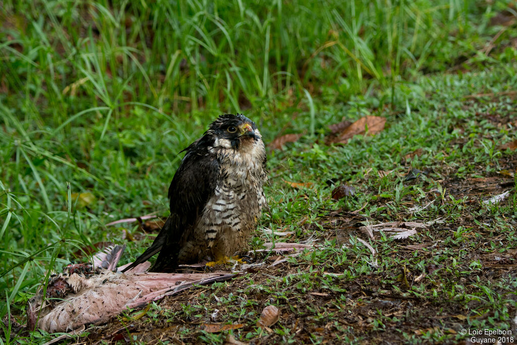 Peregrine Falcon