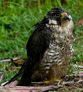 Peregrine Falcon