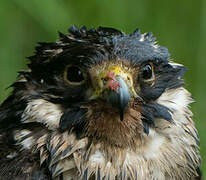 Peregrine Falcon