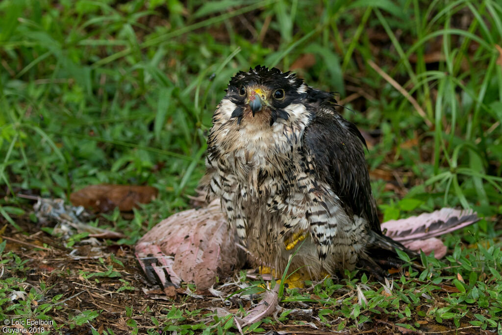 Peregrine Falcon