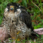 Peregrine Falcon