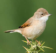 Spectacled Warbler