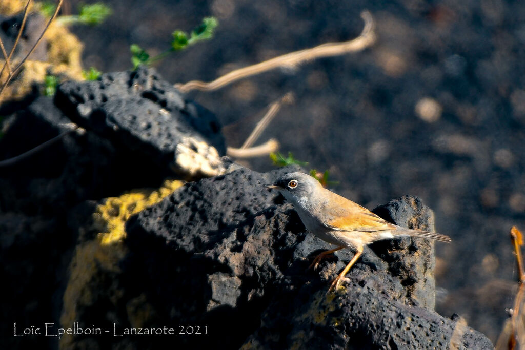 Spectacled Warbler