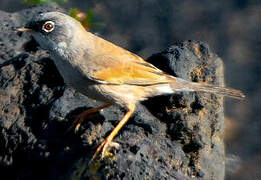 Spectacled Warbler