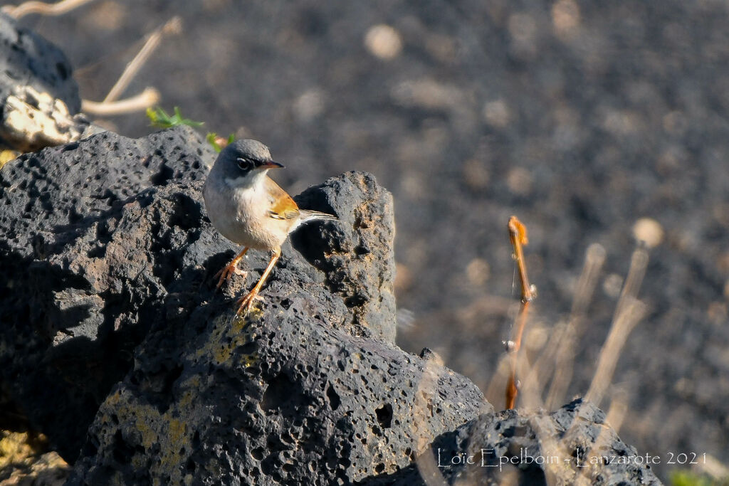 Spectacled Warbler