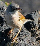 Spectacled Warbler