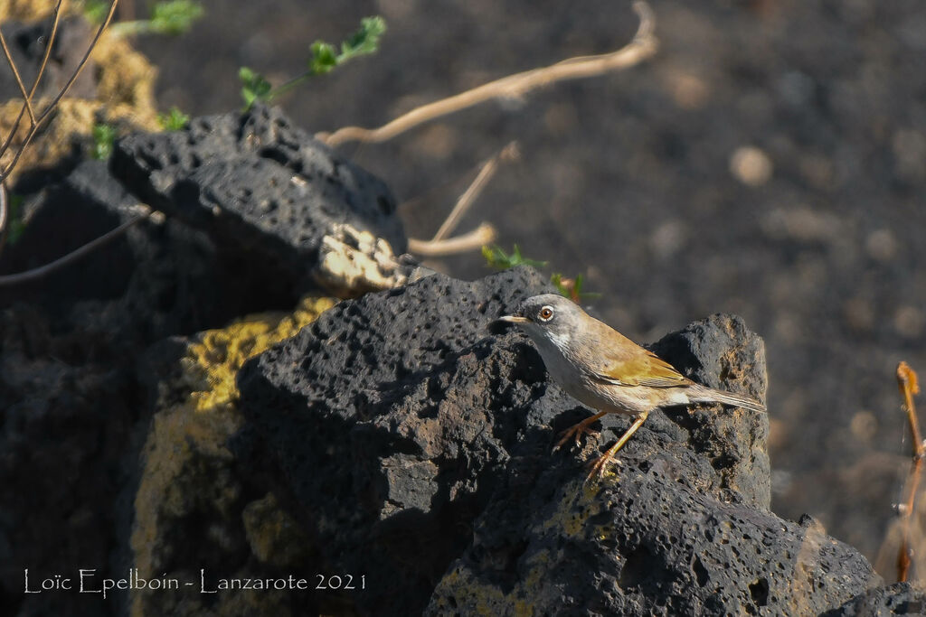 Spectacled Warbler