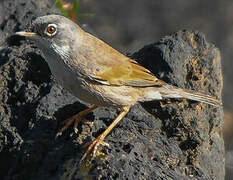 Spectacled Warbler