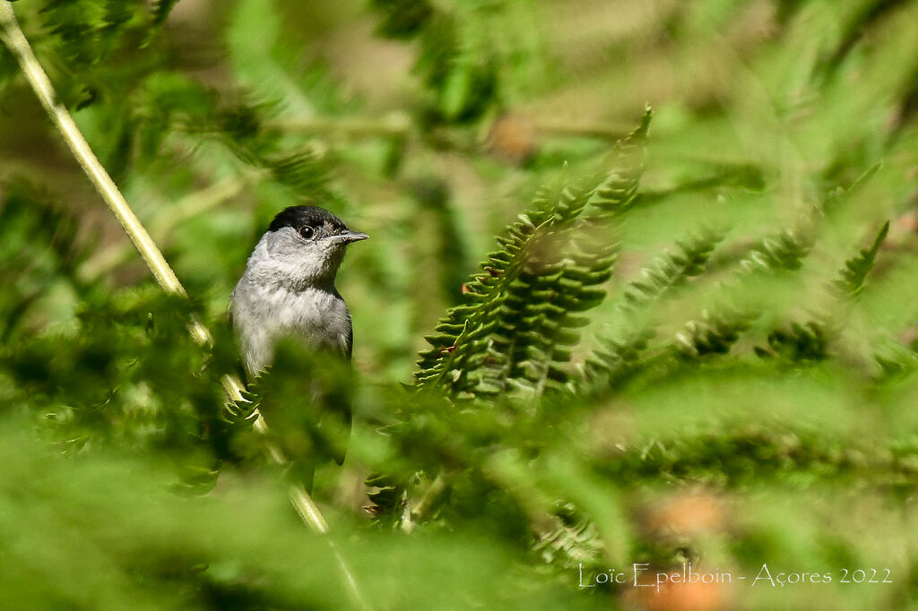 Eurasian Blackcap