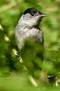 Eurasian Blackcap