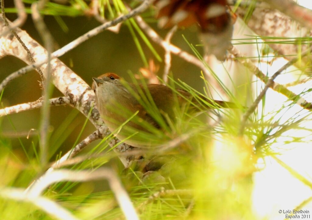 Eurasian Blackcap female adult