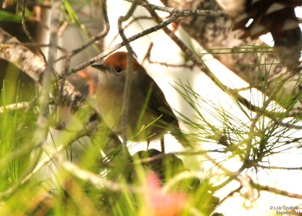 Eurasian Blackcap female adult