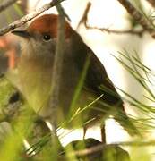 Eurasian Blackcap