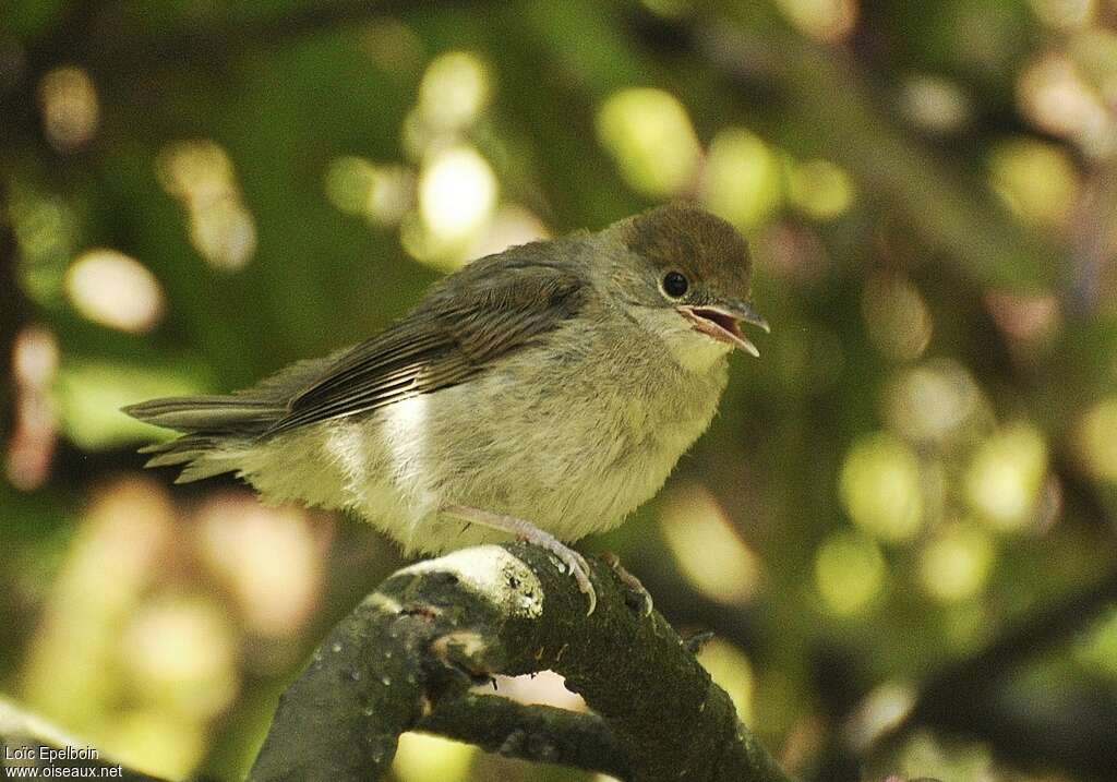 Eurasian Blackcapjuvenile, identification