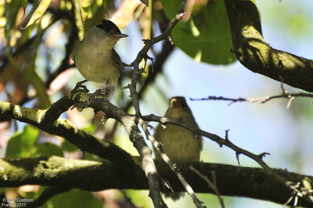 Eurasian Blackcap male adult