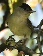 Eurasian Blackcap