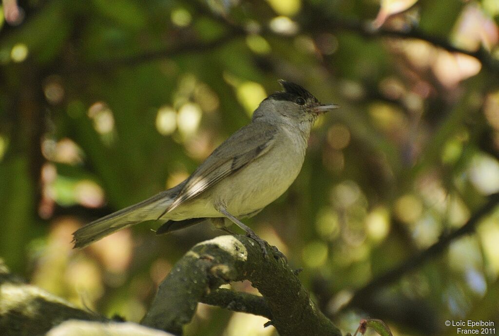 Eurasian Blackcap male adult