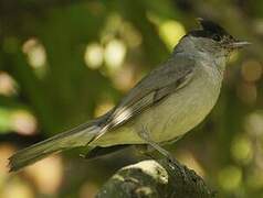 Eurasian Blackcap