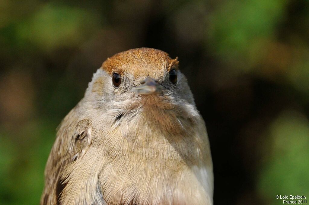 Eurasian Blackcap