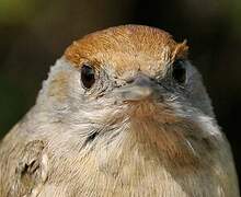 Eurasian Blackcap