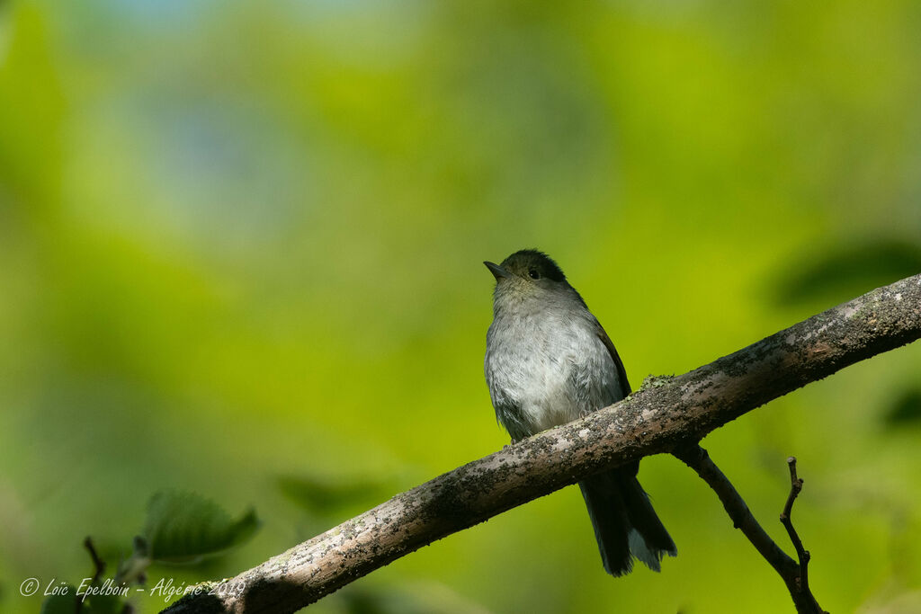 Eurasian Blackcap