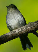 Eurasian Blackcap