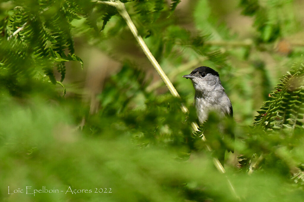 Eurasian Blackcap