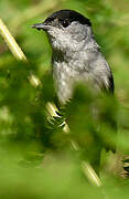 Eurasian Blackcap