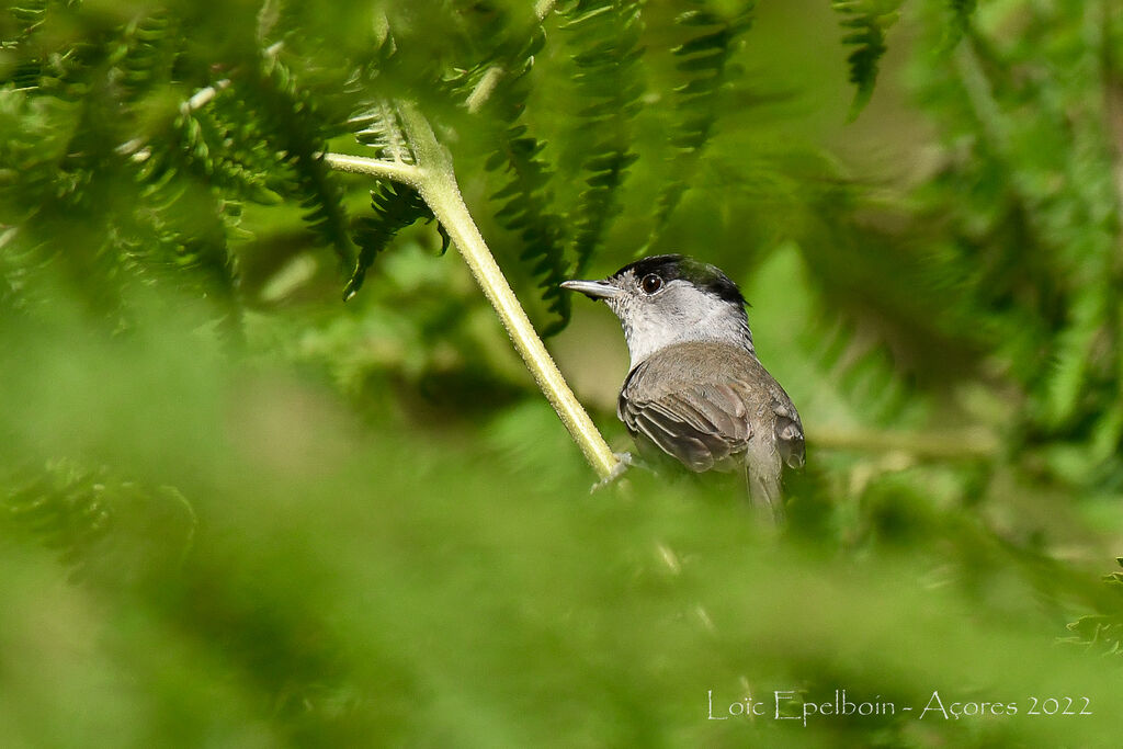 Eurasian Blackcap