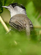 Eurasian Blackcap